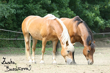 Aneta a Bronco