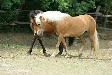 Aneta a Bronco