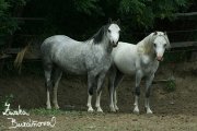 Trawel Regina a Gleiniant Cayenne