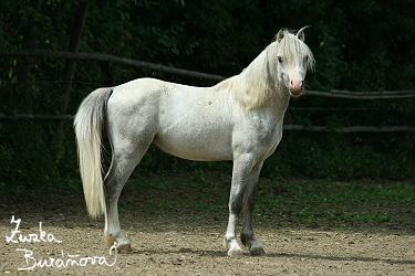 Hebec Gleiniant Cayenne