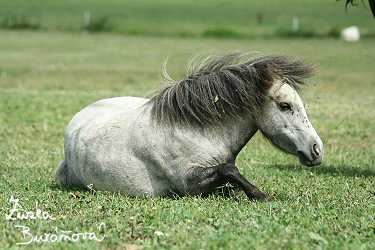 Klisna Gemini