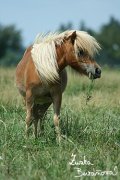 Shetlandsk pony