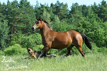 Klisna Pretoria Elis