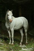 Pony Matsek