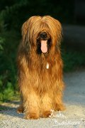 Briard