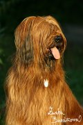 Briard