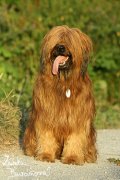 Briard