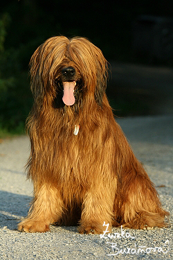 Briard