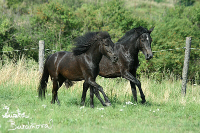 Kozolupy srpen 2008