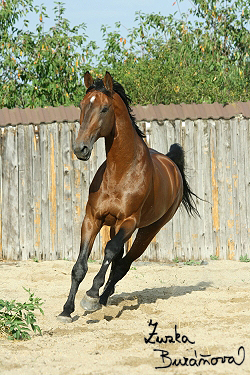 Hingst Prinz Claire