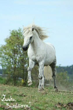 Pony