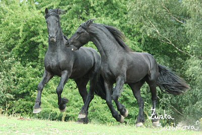 Black Stallions Ranch srpen 2008