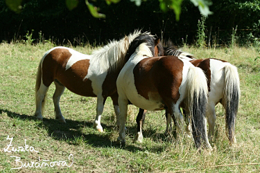 Shetlandsk pony