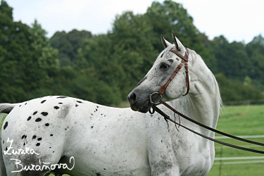 Hebec Legacy Black Taurus