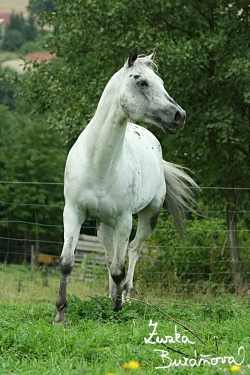 Hebec Legacy Black Taurus