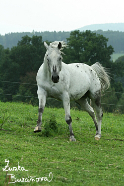 Hebec Legacy Black Taurus