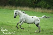 Hebec Legacy Black Taurus