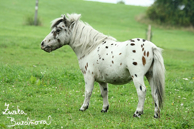 Appaloosa farm srpen 2008