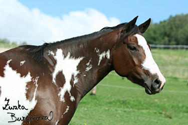 Klisna Sherry Jane Cherokee