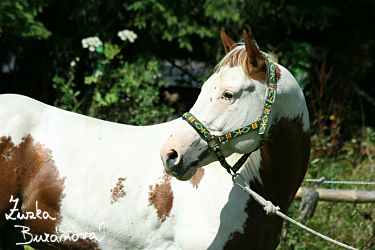 Hebec Blue Eye Jane Valley