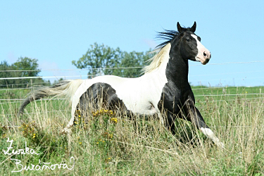 Hebec Smart Cherokee Dee