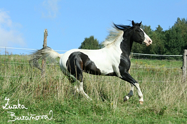 Hebec Smart Cherokee Dee