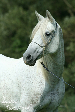 Hebec Pako