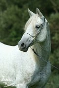 Hebec Pako