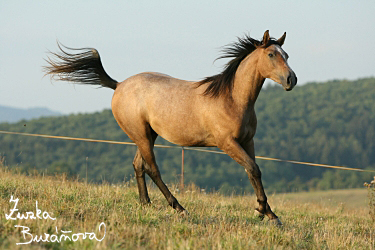 esk teplokrevnk x quarter horse Bart