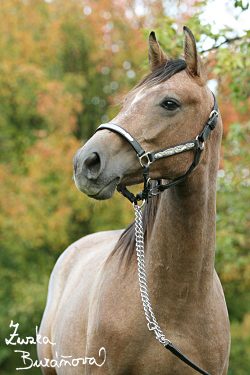 esk teplokrevnk x quarter horse Bart