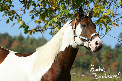 Ran Mustang Veselko jen 2008 (hebci)