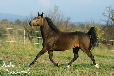 Ran Mustang Veselko jen 2008 (ostatn)