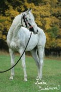 Shagya arab