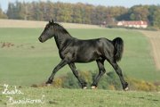 Hebeek stallion Wim V