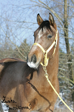 esk teplokrevnk x quarter horse Bart