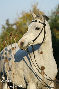 Shagya arab