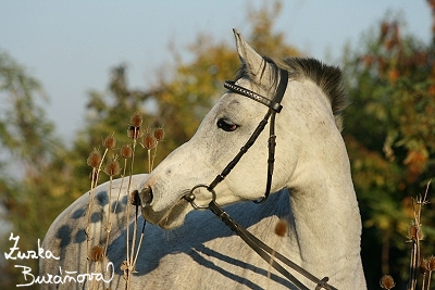 Pezinok jen 2007