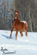 Appaloosa