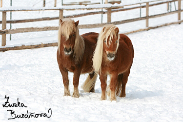 Zenny v. d. Hegelsom a Air of Chestnut Stable