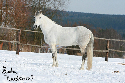 Andaluský kůň Dýšina únor 2009