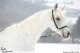 Al Qurquf Arabians �nor 2010