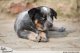 Regina Canina b�ezen 2010